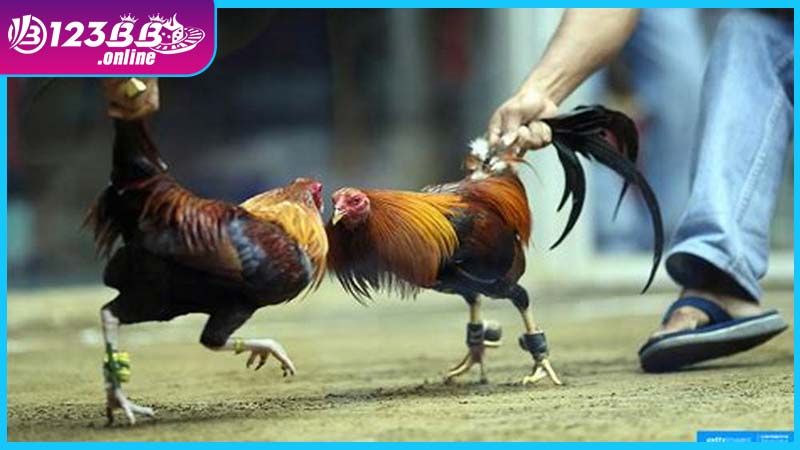 Dịch vụ đá gà 123B