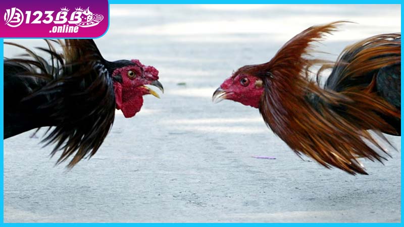 Điểm mạnh của sảnh đá gà 123B