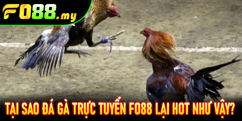 Tại sao Đá Gà Trực Tuyến Fo88 lại hot như vậy?