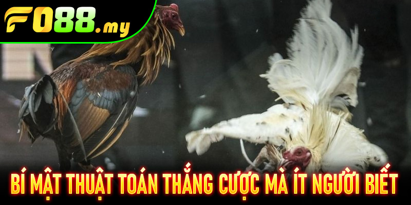 Bí mật thuật toán thắng cược mà ít người biết