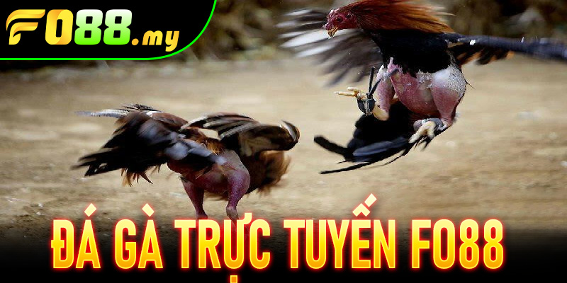 Đá Gà Trực Tuyến Fo88