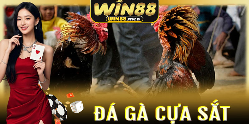 Đá Gà Cựa Sắt Win88: Nơi vũ khí sắc lẹm định đoạt số phận chiến kê
