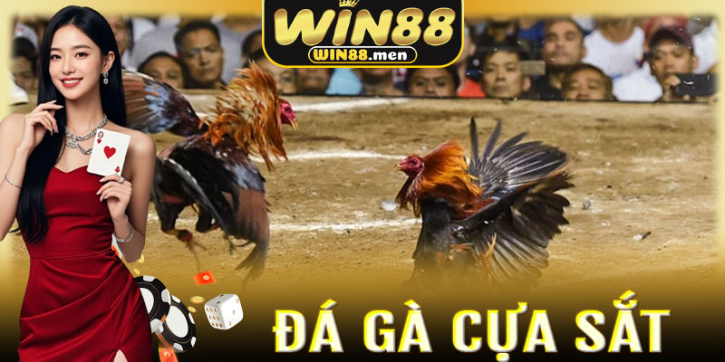 Những đòn cáo hiểm hóc làm nên thương hiệu của gà cựa sắt